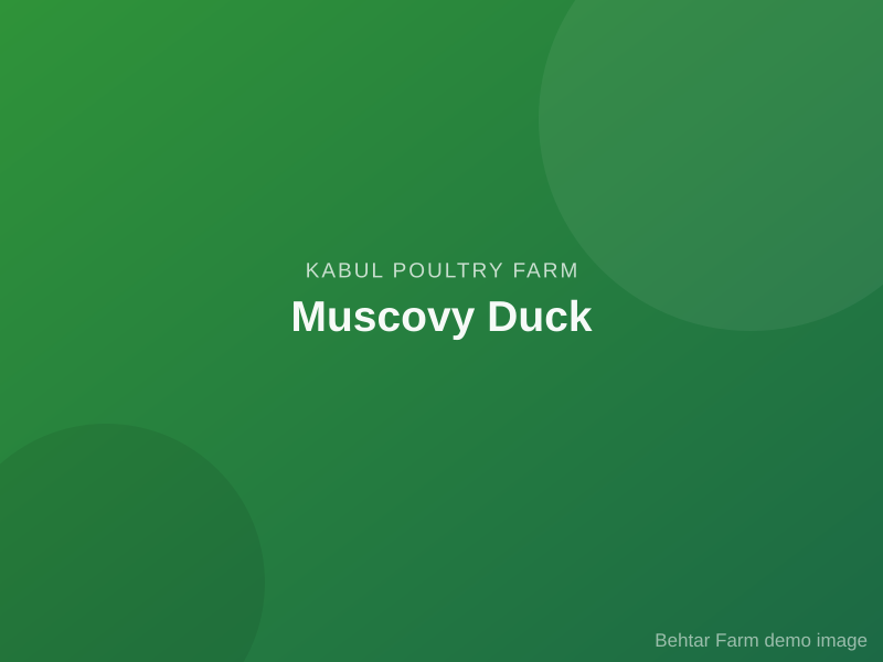 Muscovy Duck