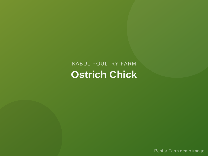 Ostrich Chick