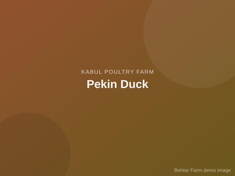 Pekin Duck