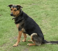 Huntaway Dog