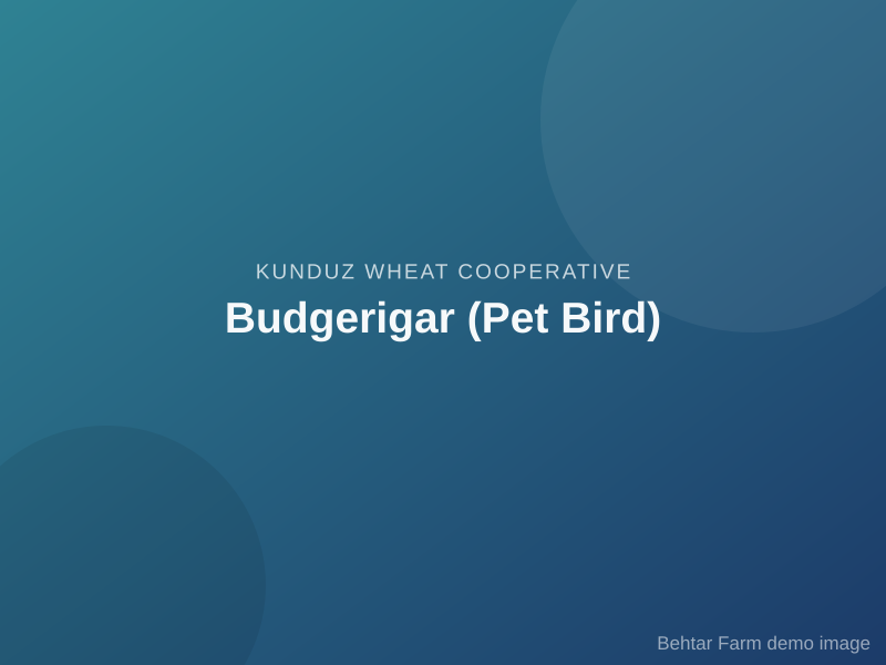 Budgerigar (Pet Bird)