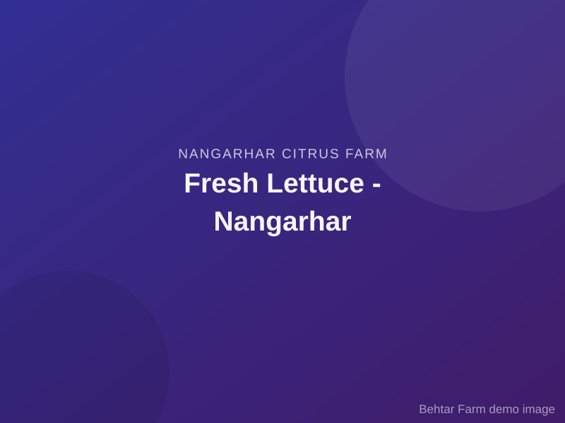 Fresh Lettuce - Nangarhar