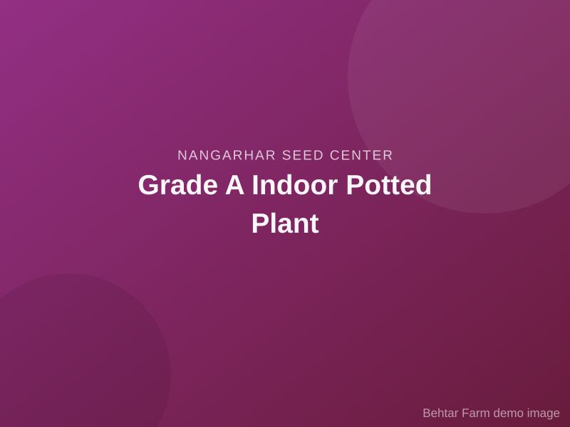 Grade A Indoor Potted Plant