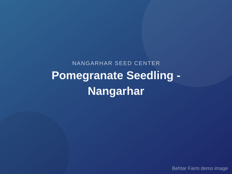 Pomegranate Seedling - Nangarhar