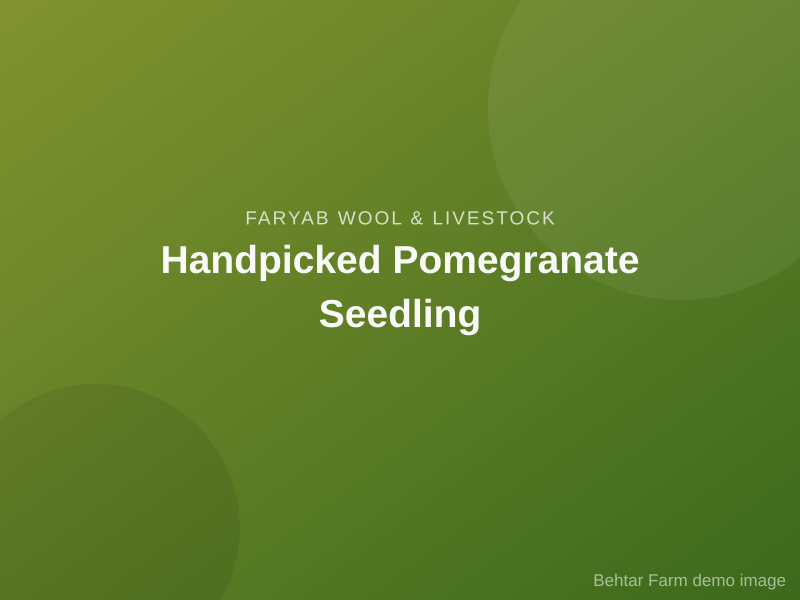 Handpicked Pomegranate Seedling